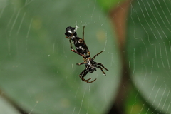 Micrathena spitzi