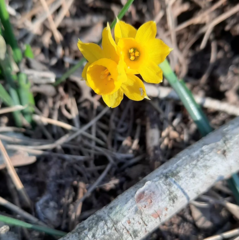 Narcissus assoanus