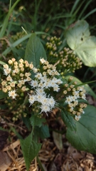 Ageratina petiolaris