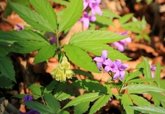 Cardamine glanduligera