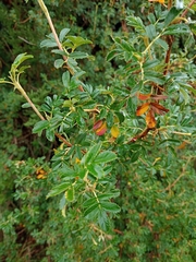 Polylepis australis