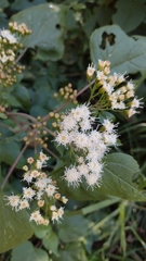 Ageratina petiolaris