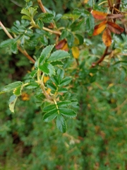 Polylepis australis