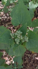 Ageratina petiolaris