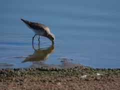 Calidris fuscicollis