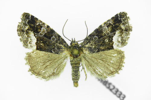 Juodbaltis Pelėdgalviukas nuotrauka