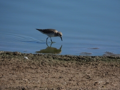 Calidris fuscicollis