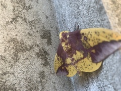 Eacles imperialis