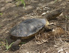Chelodina oblonga