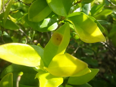 Puccinia klugkistiana