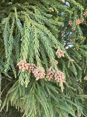 Cryptomeria