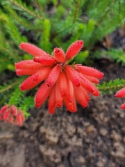 Erica cerinthoides cerinthoides