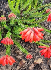 Erica cerinthoides cerinthoides