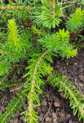 Erica cerinthoides cerinthoides