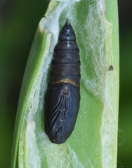 Aphelia peramplana