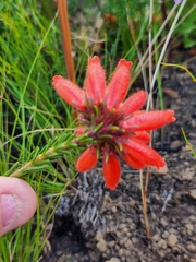 Erica cerinthoides cerinthoides