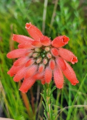 Erica cerinthoides cerinthoides