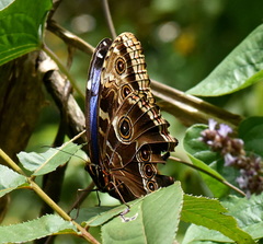 Morpho helenor montezuma