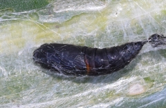 Aphelia peramplana