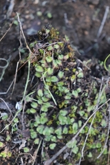 Asterella