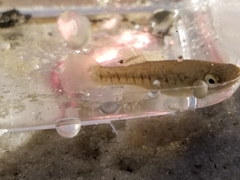 Fundulus confluentus