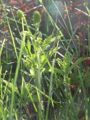 Ranunculus chinensis