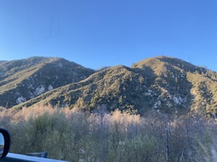 Pseudotsuga macrocarpa