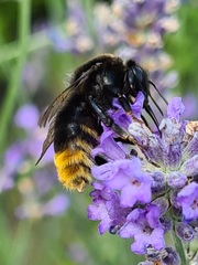 Bombus confusus