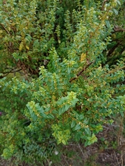 Clinopodium gilliesii
