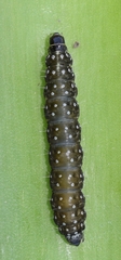 Aphelia peramplana