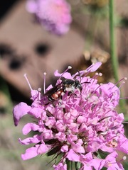 Ammobates punctatus