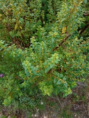 Clinopodium gilliesii