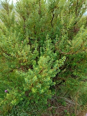 Clinopodium gilliesii