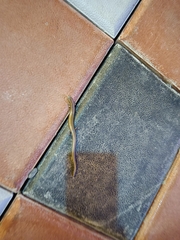 Riopa albopunctata