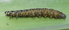 Aphelia peramplana