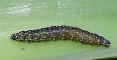 Aphelia peramplana