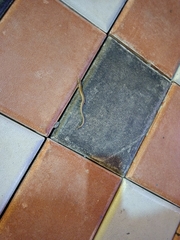 Riopa albopunctata