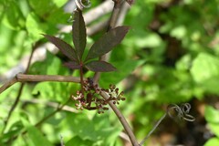 Cissus elongata