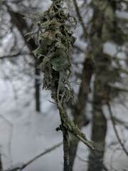 Pseudevernia consocians