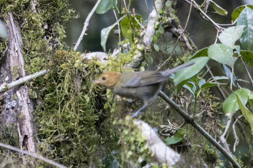 Chestnut-headed Tanager