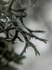 Pseudevernia consocians