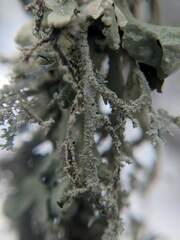 Pseudevernia consocians