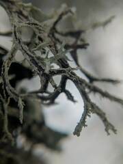 Pseudevernia consocians