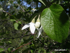 Styrax officinalis