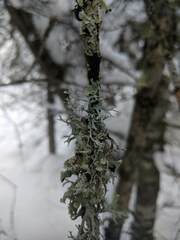 Pseudevernia consocians