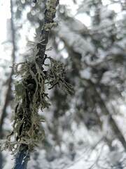 Pseudevernia consocians