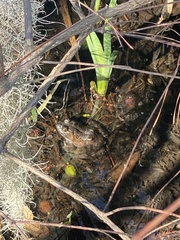 Lithobates catesbeianus
