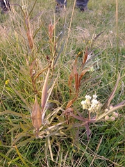 Asclepias mellodora