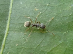 Dolichoderus thoracicus