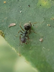 Dolichoderus thoracicus